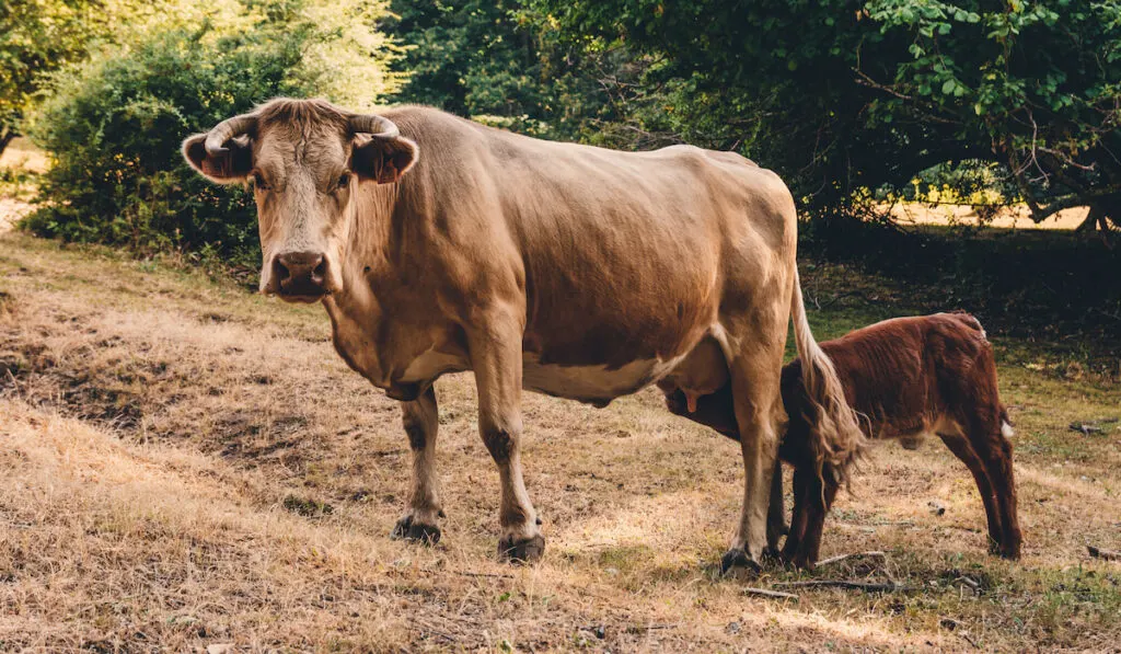 Small calf sucking on a cow in the farm