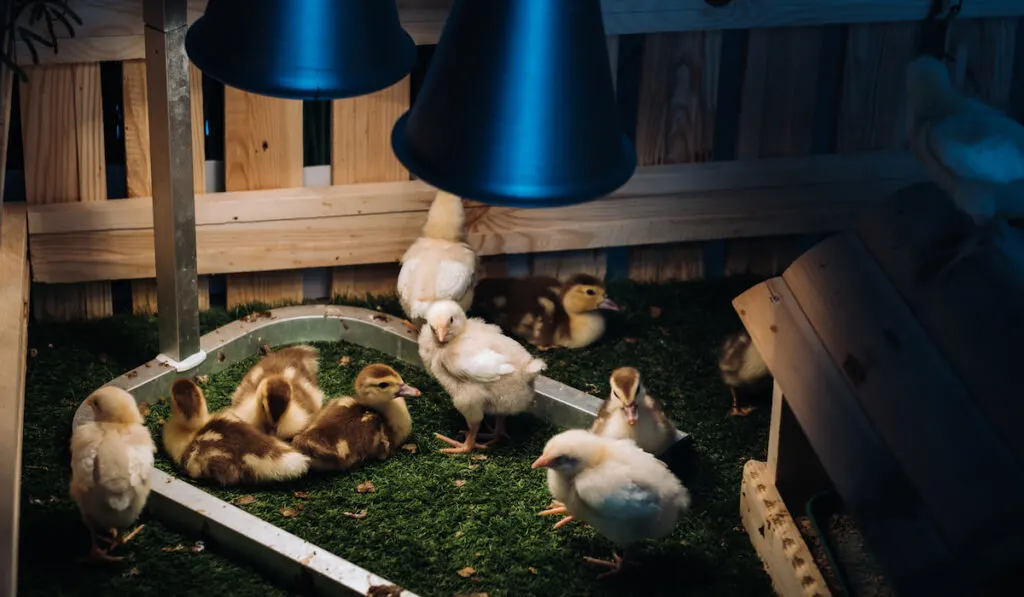 Small chickens and ducklings bask on the grass under a lamp and small house in the yard