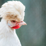 8 Beautiful White Chicken Breeds