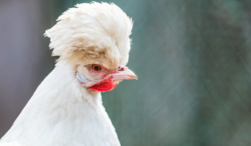 8 Beautiful White Chicken Breeds - Farmhouse Guide