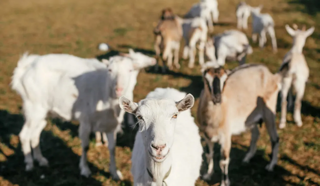 Sweet goats with funny beards on background of other goats grazing 