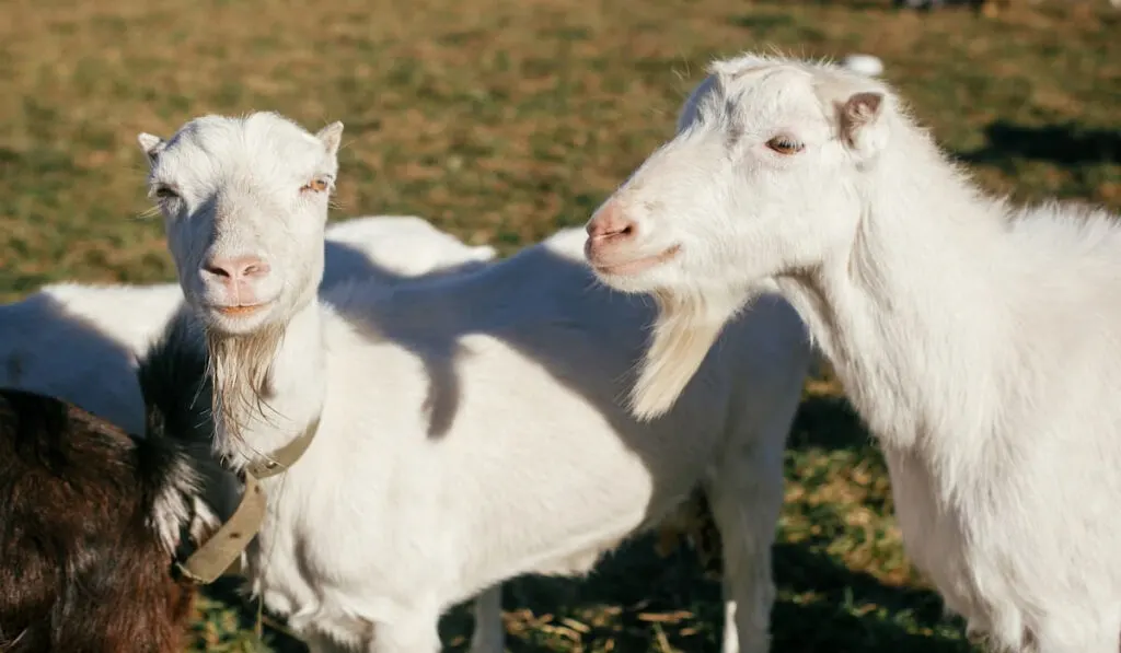 Sweet goats with funny beards outside during sunset