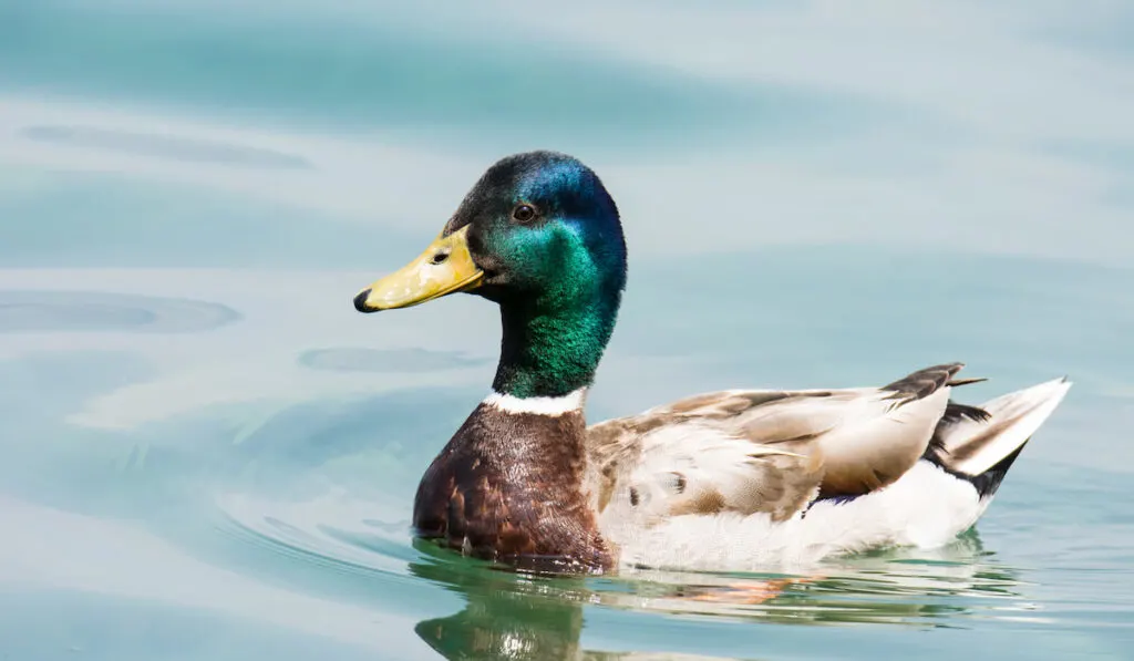 Swimming male wild duck on lake