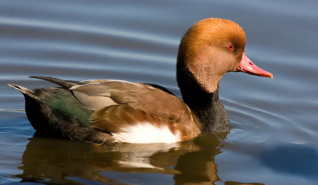 The Red-crested Pochard (Netta rufina) - a large diving duck