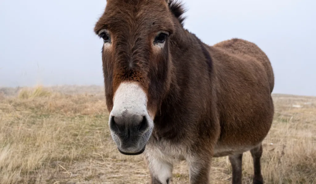 The donkey at the field 