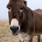 13 Signs a Donkey Is Pregnant