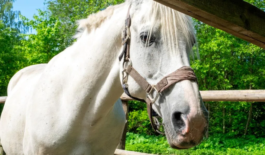 The horse stands in the corral  ee220401 