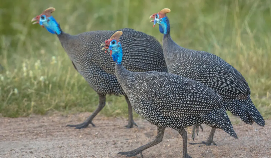 Three Helmeted Guineafowl walking