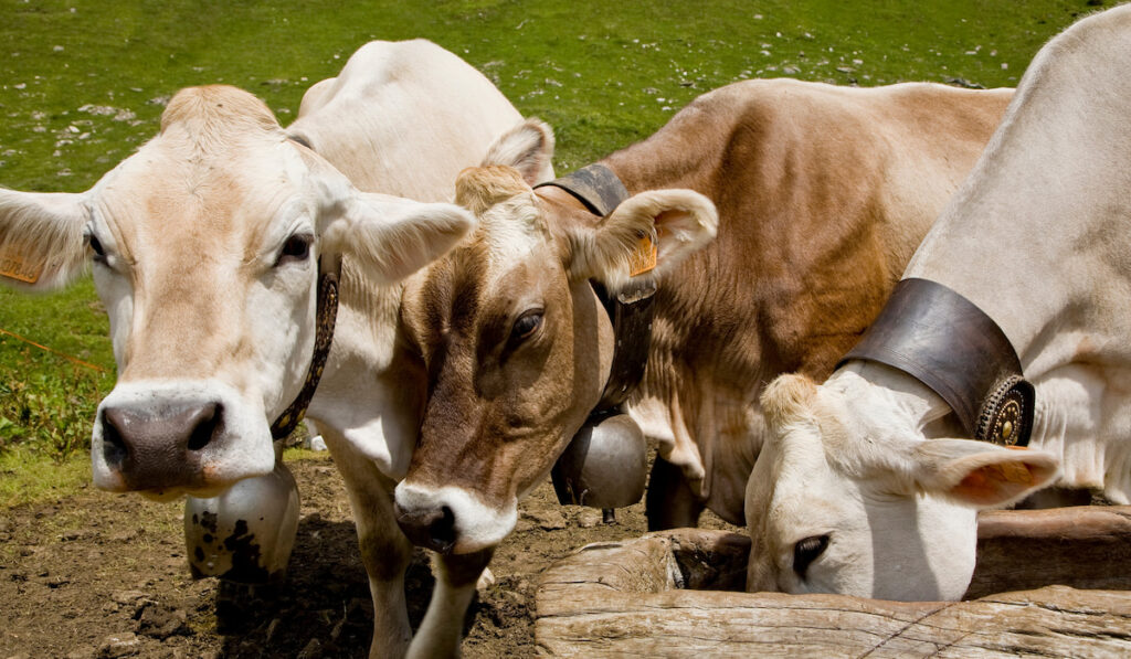 Three cows feeding from trough
