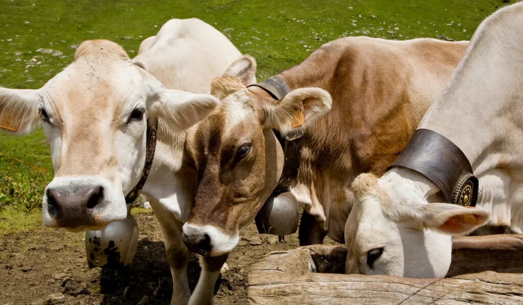 Three cows feeding from trough