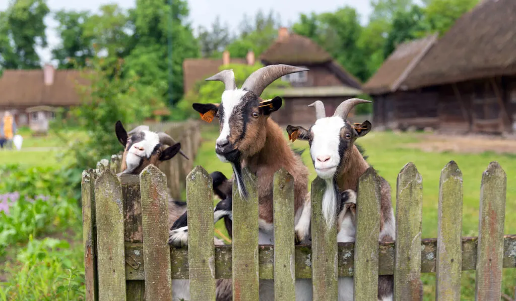 Three goats behind the fence backyard 