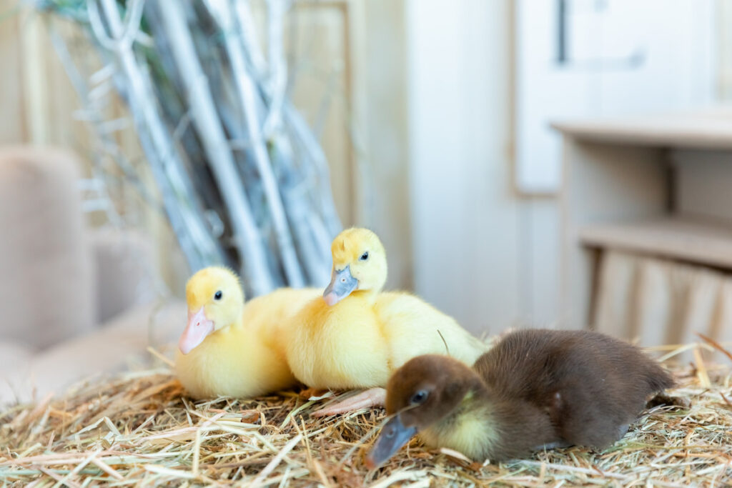 Three little ducklings at velours grasses 