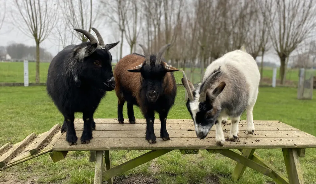 Three pygmy goats on a wooden table at the farm