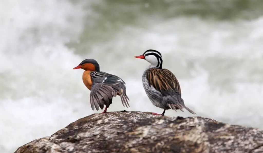 Torrent Ducks over a stone