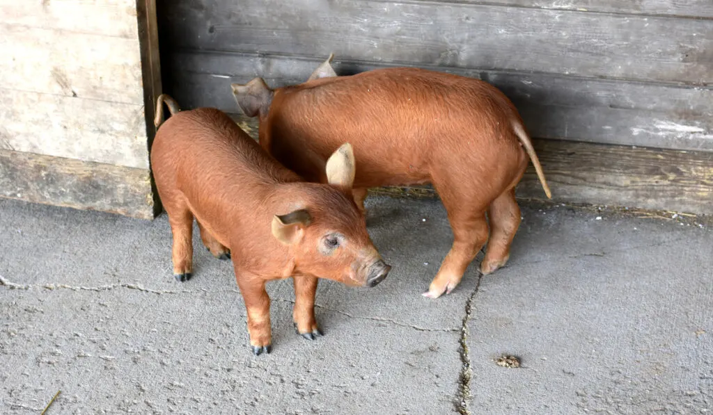 Two Red Wattle Piglets Standing