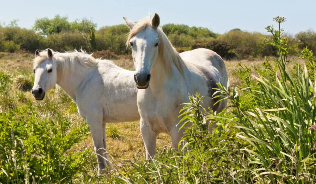 Beautiful white horses feeding in a green pasture  ee220401