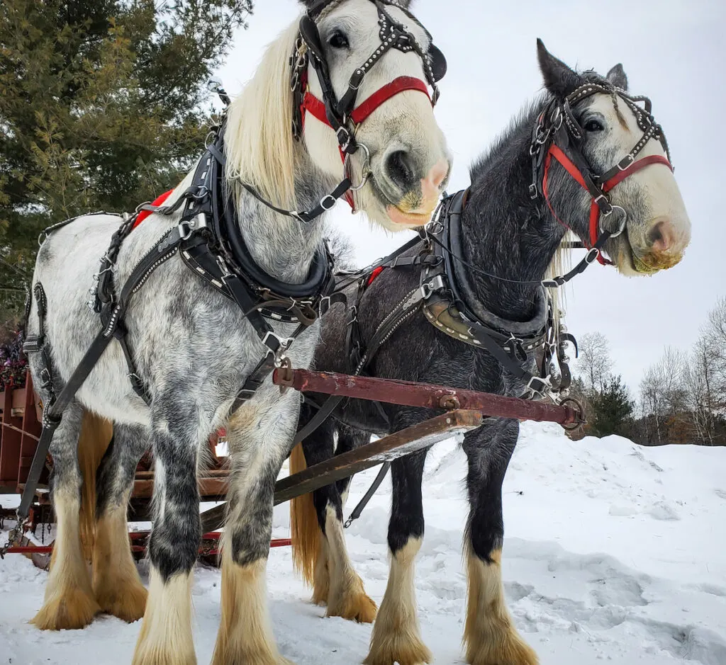 Two beautiful Shire draught horses hooked up to pull a sleigh through the snow