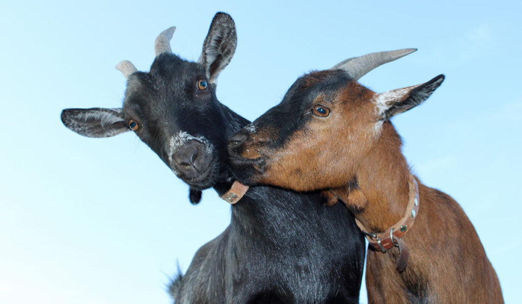 Two funny goats sticking together