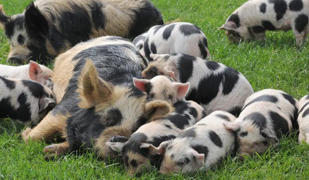 Two kune kune sows with all their piglets lazing in a field