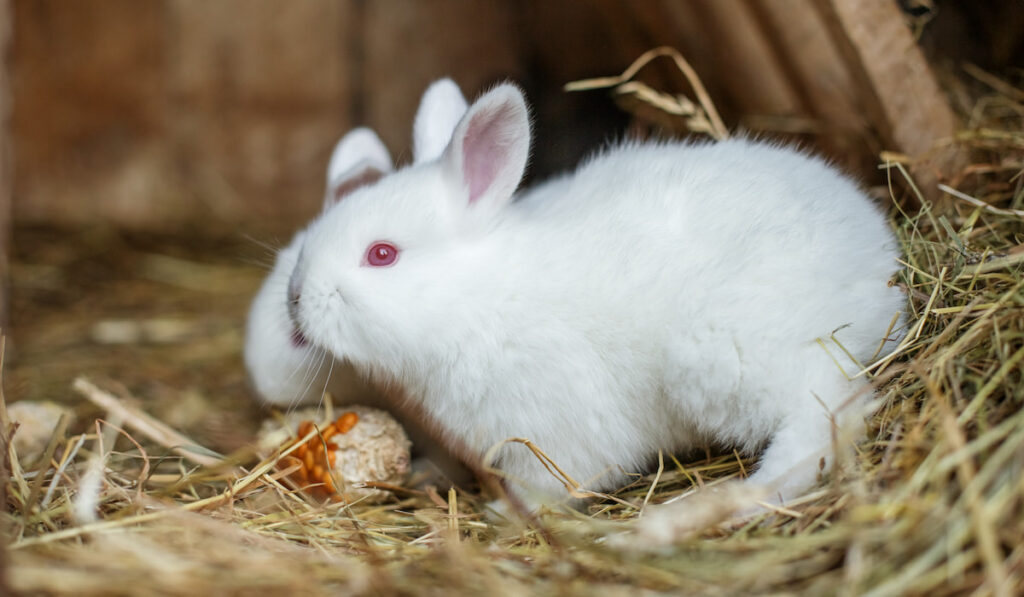 Two little cute fluffy white rabbits are eating corn in a cage
