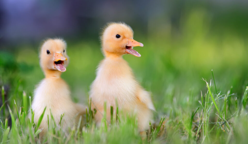 Two little duckling on green grass 