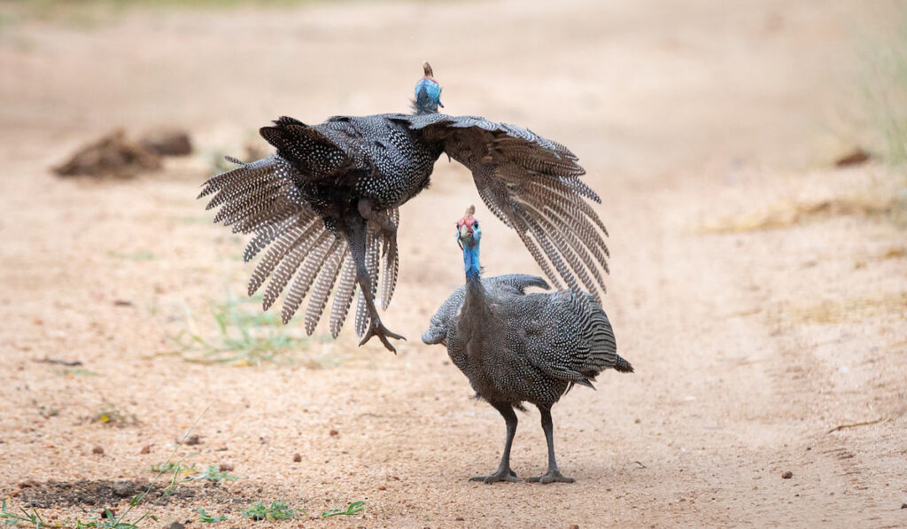 Two male helmeted guineafowl  fight each other, one flies towards the other 