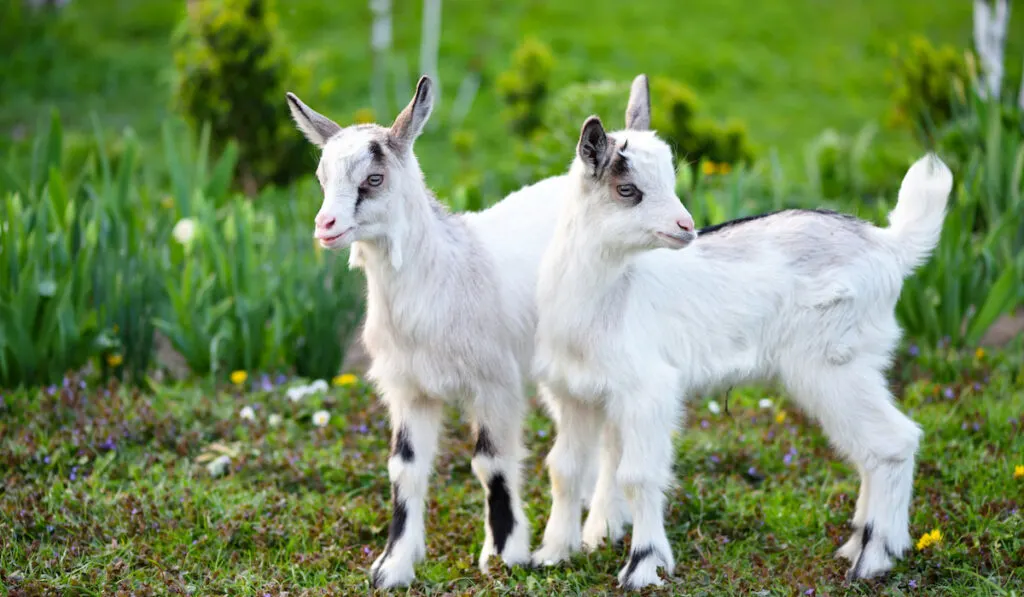 Two white baby goats standing on green lawn