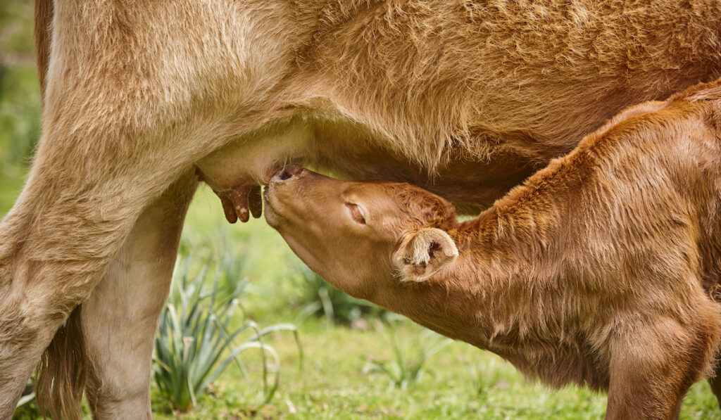 Unweaned calf suckling from his mother 