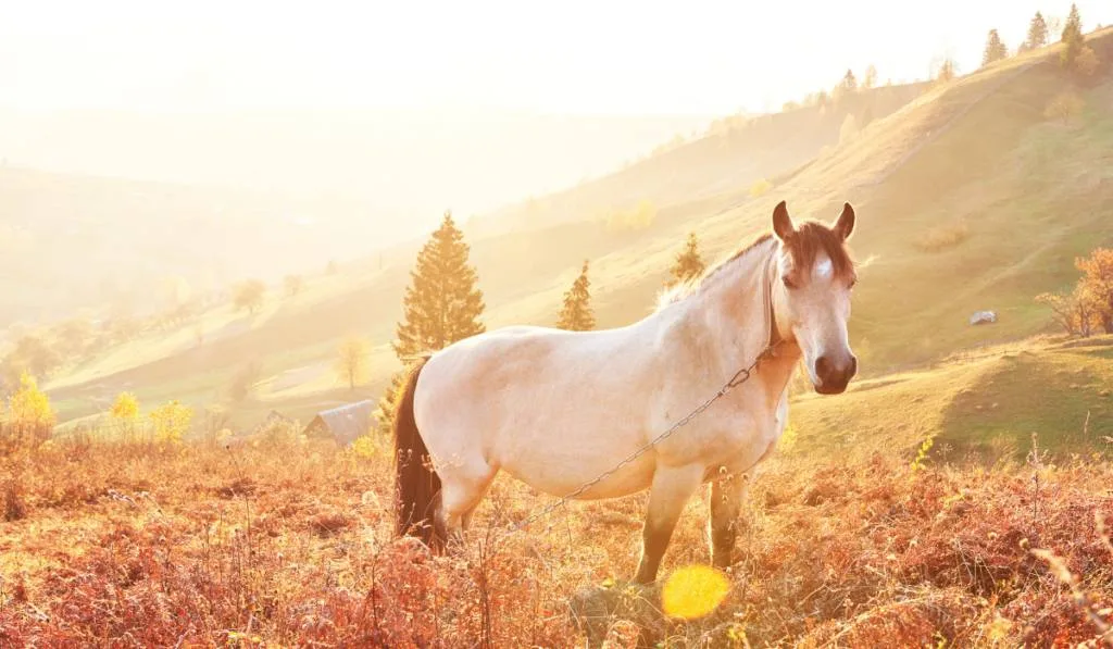 White Arabian horse graze on on the mountain ee220401