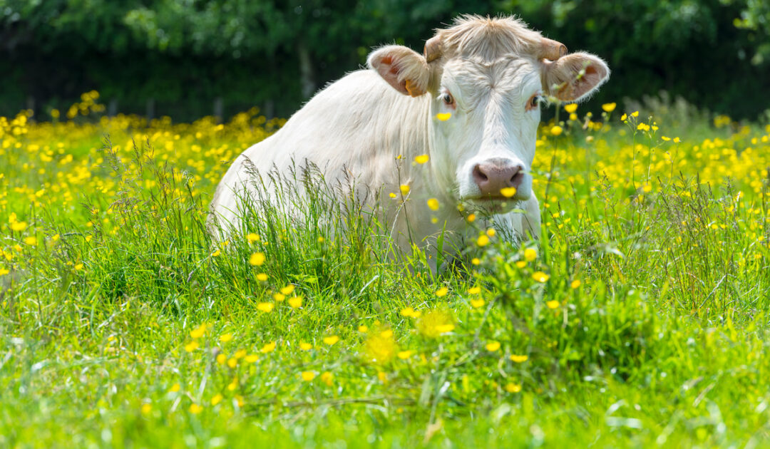 Do Cows Get Sunburned and Four Tips for Giving Your Cattle Shelter - Farmhouse Guide