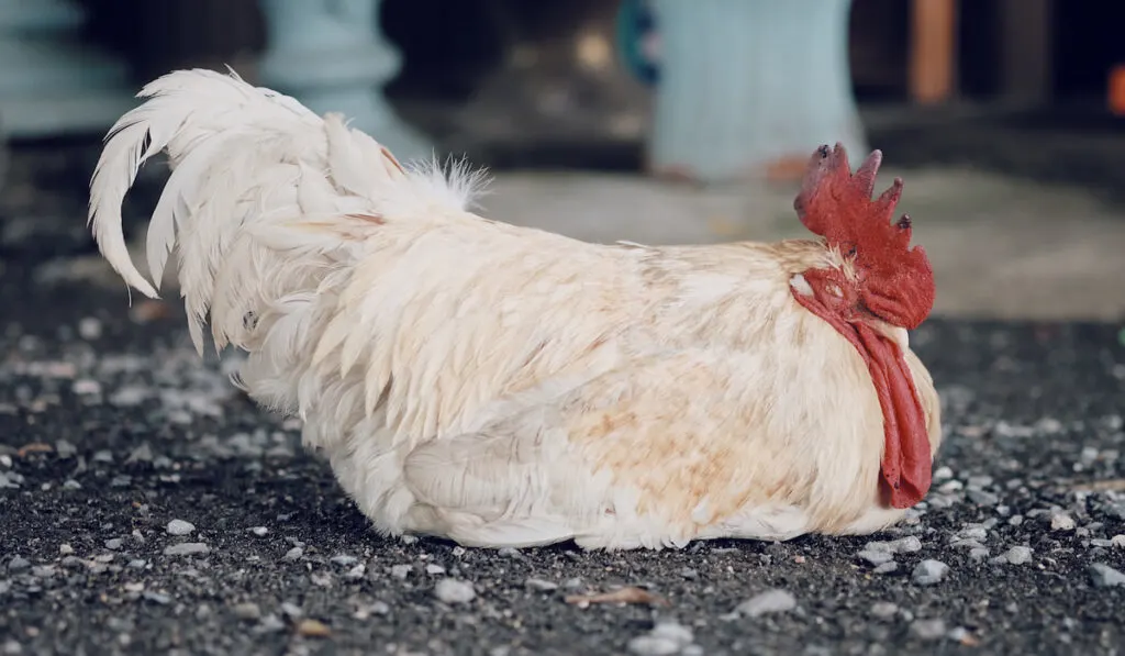 White Leghorn chicken sleeping 