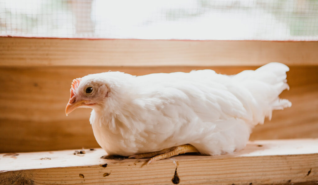 White araucana chicken on a beam of wood inside a chicken coop 