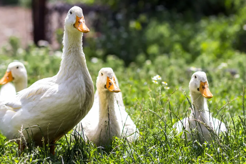 White call ducks on green grass in farm