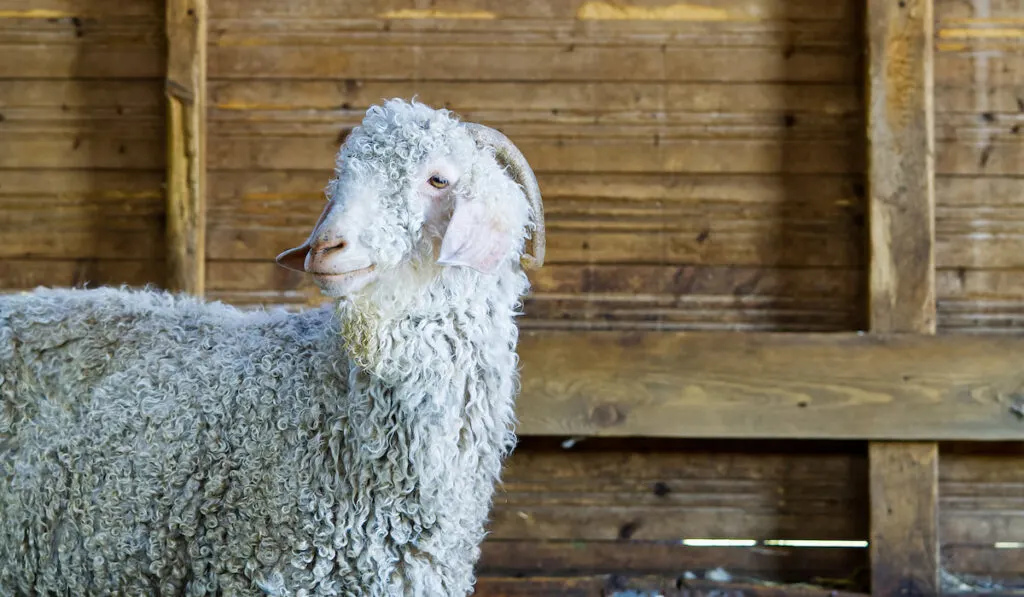 cute White angora wool goat in the barn 