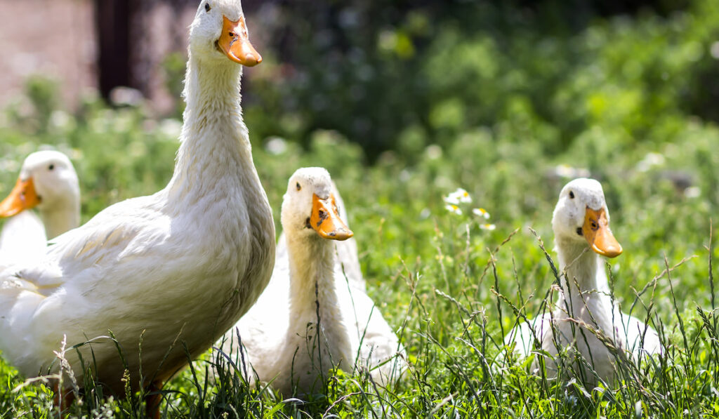 White ducks on green grass in farm