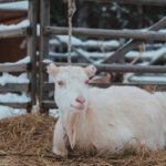 7 Reasons to Use a Goat Sleeping Platform (and 3 ways to build one)