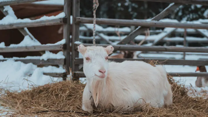 White-goat-on-snow-in-the-village-on-straw-bedding