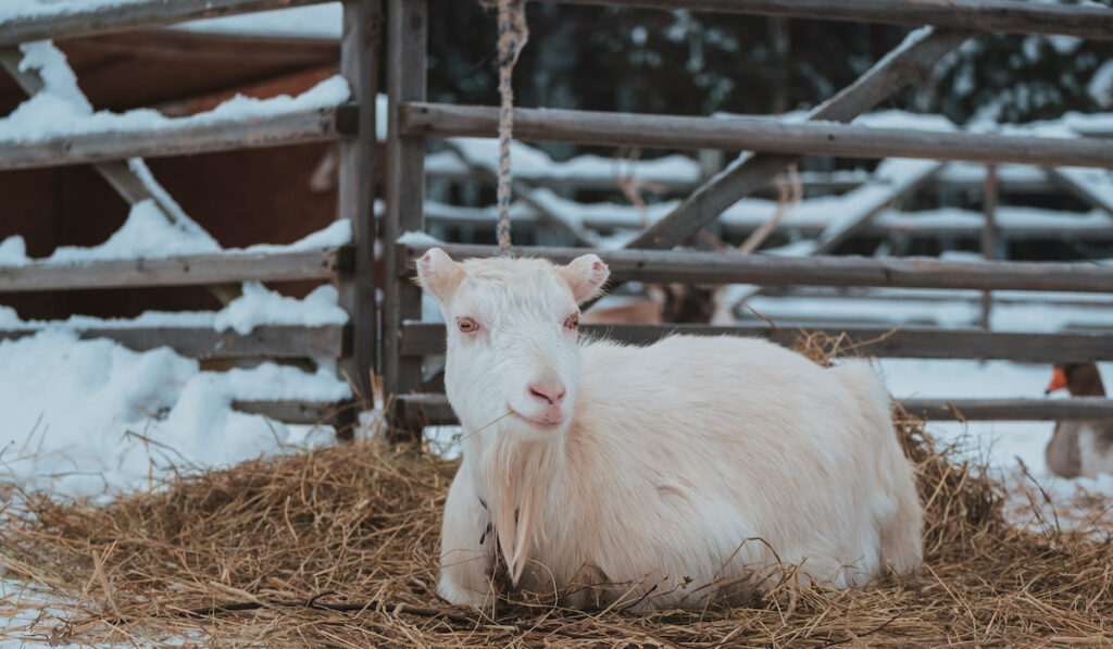 White goat on snow in the village resting on hay
