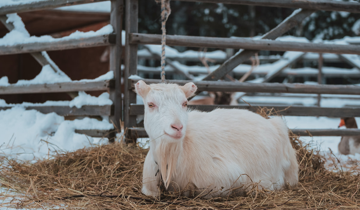 Goats Wasting Hay? Here's What to Do Farmhouse Guide