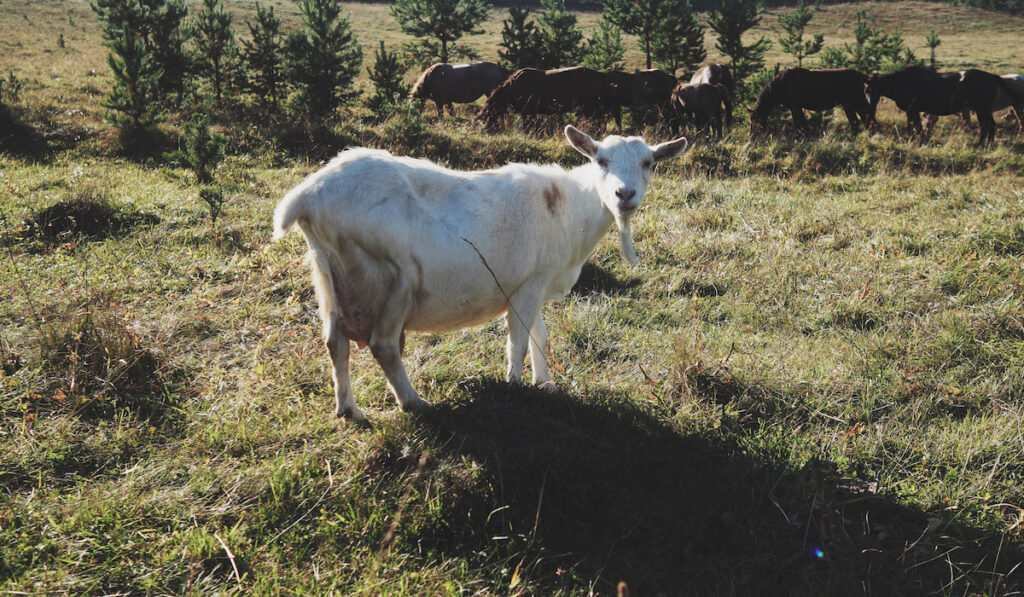 White pregnant goat at the farm and other goats on the background