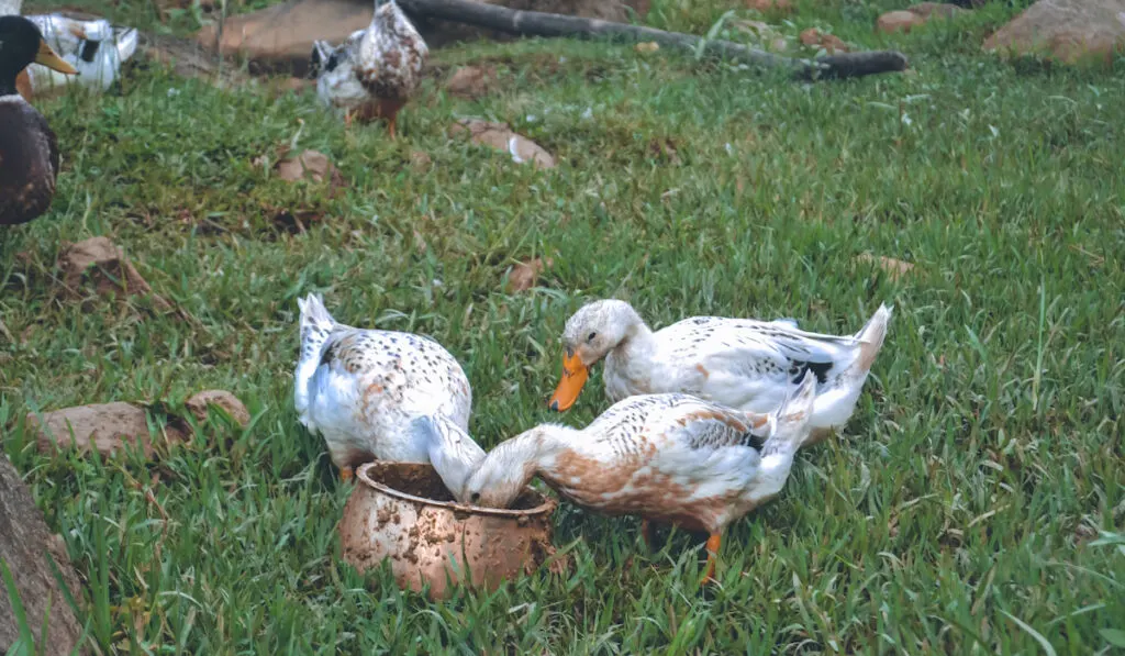 Wild white ducks eating