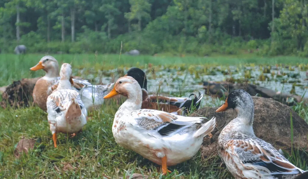 Wild white ducks in the farm 