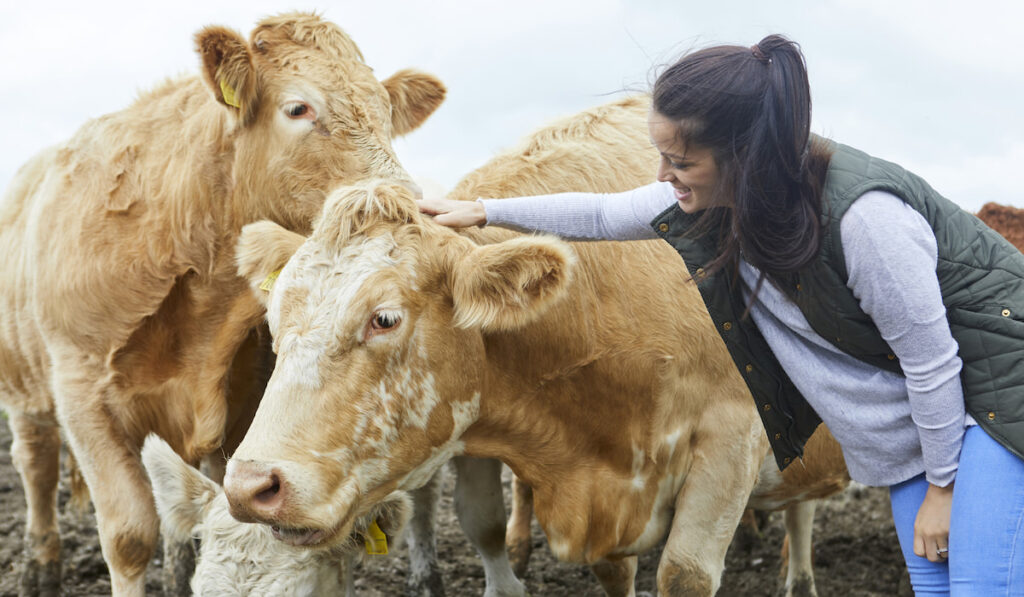Woman on farm stroking cow 