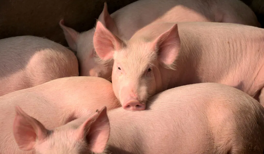 Yorkshire pigs in the pen 