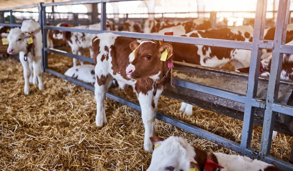 Young calf in a nursery for cows in a dairy farm