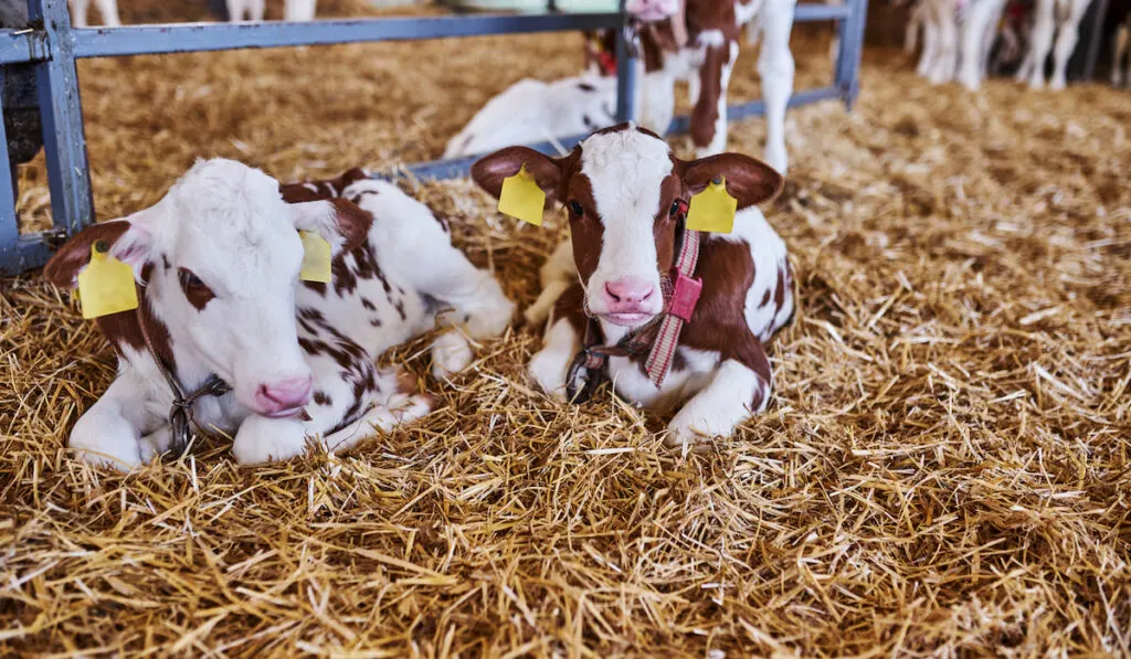 Young calf in a nursery for cows in a dairy farm. Newborn animal 
