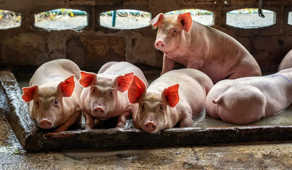 Young pigs in hog farms, Pig industry