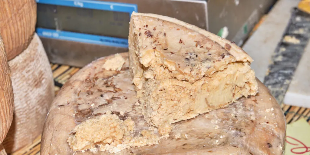 a big slice of Casu Marzu