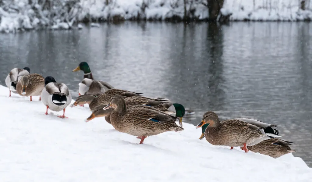 a flock of ducks walks along the snow-covered lake shore in winter 