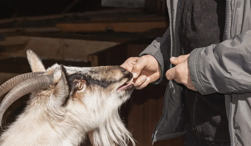 a man feeds a goat outdoor at the farm